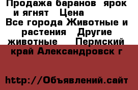 Продажа баранов, ярок и ягнят › Цена ­ 3 500 - Все города Животные и растения » Другие животные   . Пермский край,Александровск г.